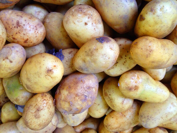 马铃薯土豆图片