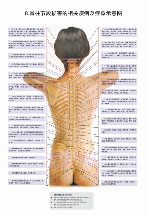 脊柱图解图片