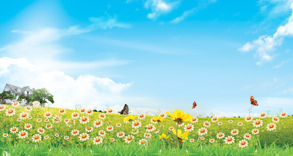 蓝天菊花背景图片