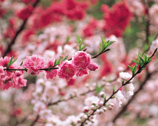 春暖花开花朵花瓣花草花卉