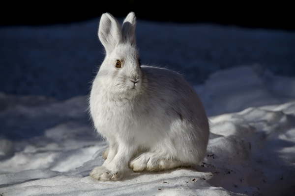 可爱小白兔图片