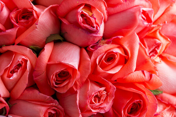 美丽的红色玫瑰花图片