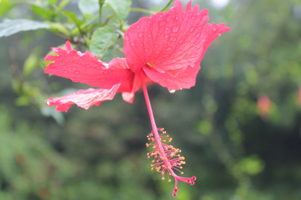 木芙蓉图片