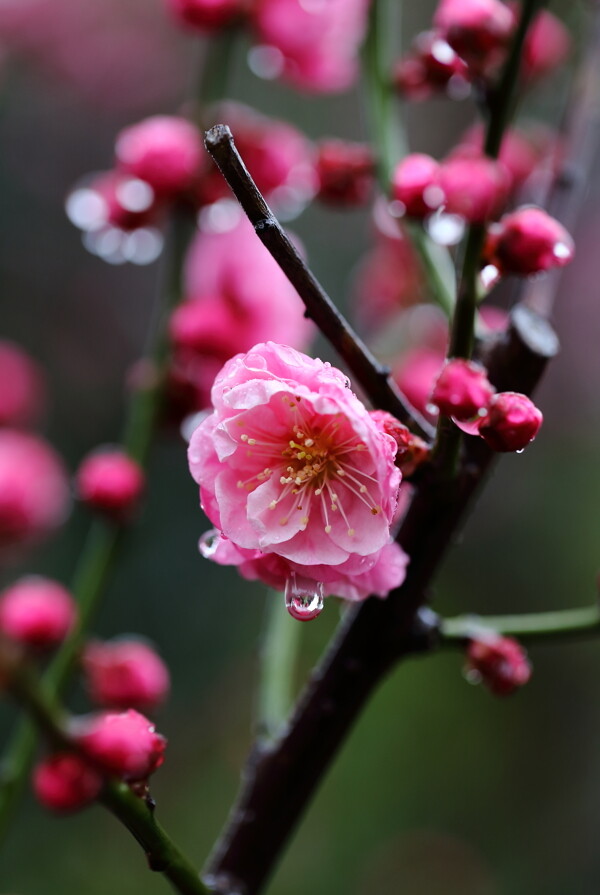 雨中的梅花图片