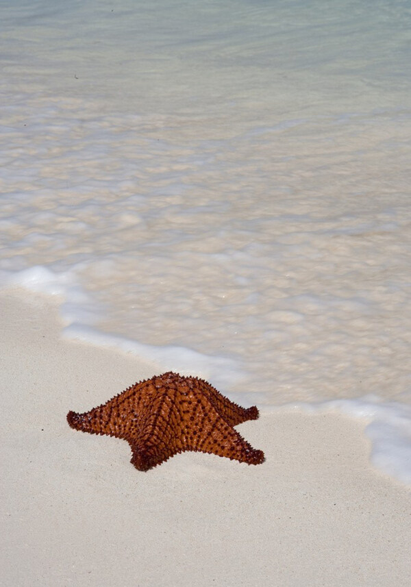 沙滩上的海星