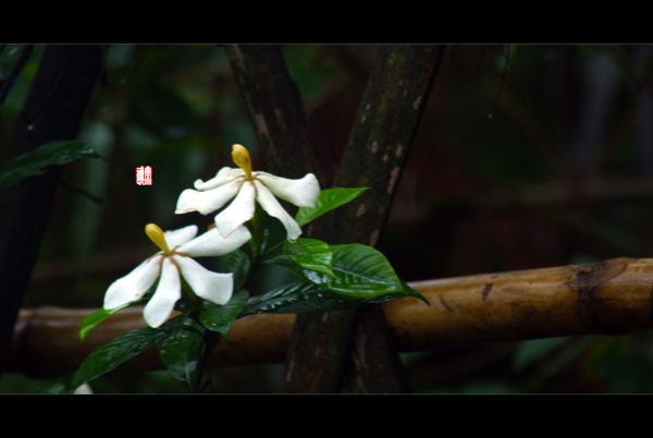 雨中小花