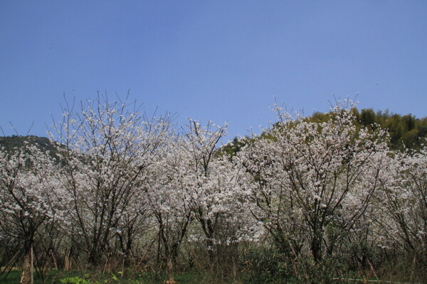 绍兴大香林樱花图片