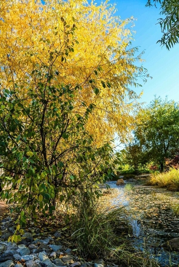 黑龙江的秋天图片