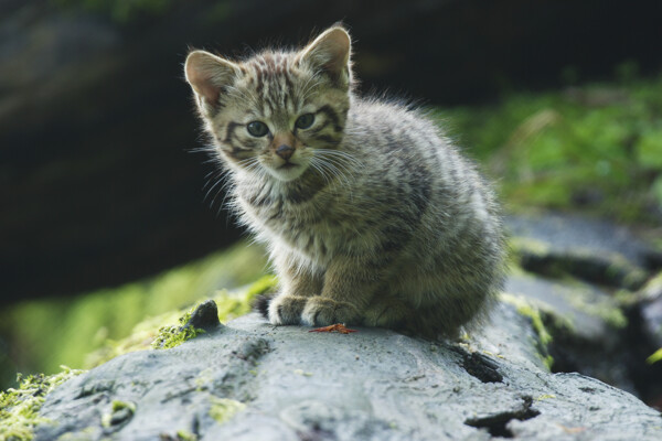 站立在石头上的小猫图片
