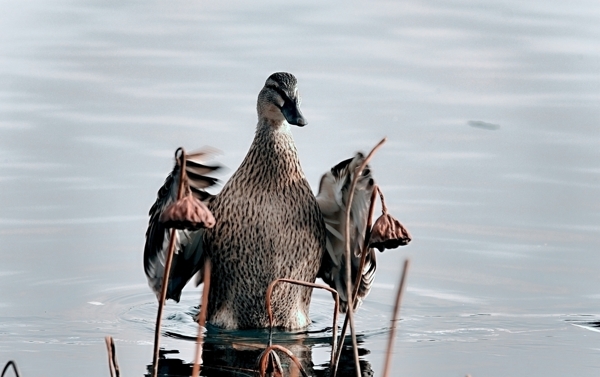 西海湿地公园野鸭飞舞