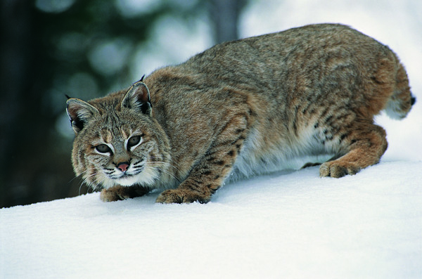 雪地上的大猫