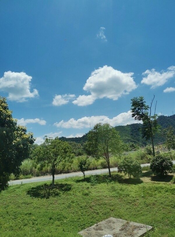 蓝天白云树风景