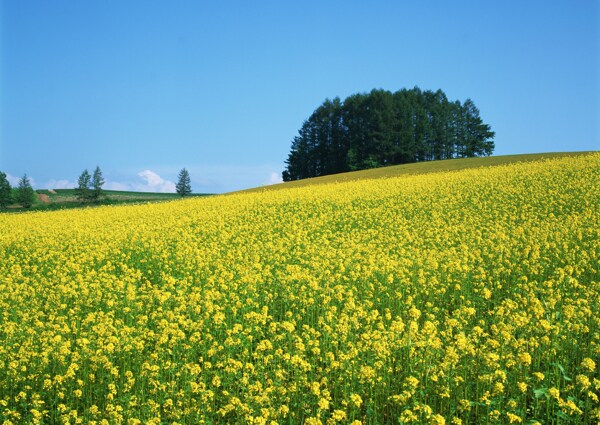 一片黄色油菜花图片