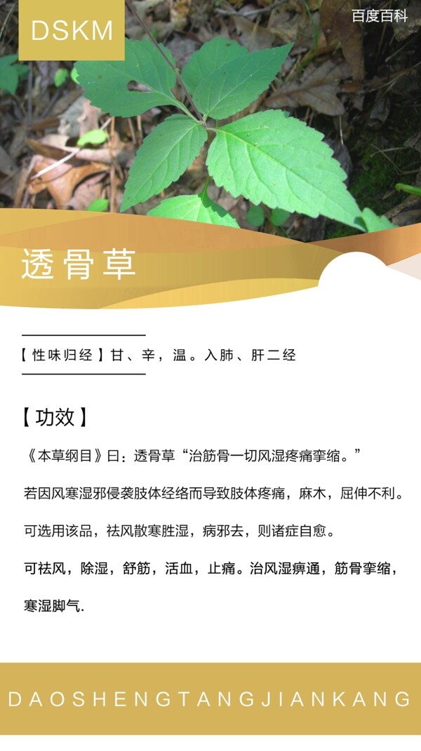 透骨草