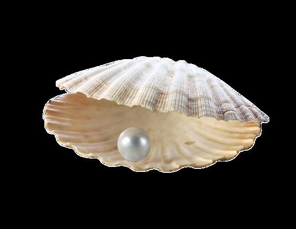 贝壳珍珠透明素材