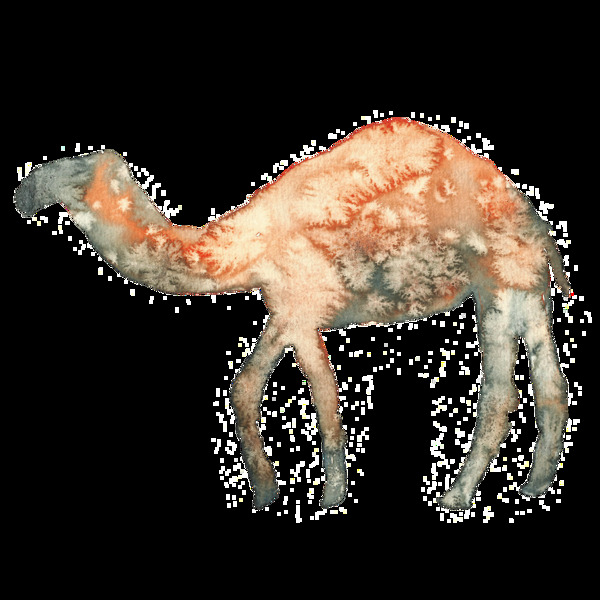 手绘水彩骆驼透明装饰图案