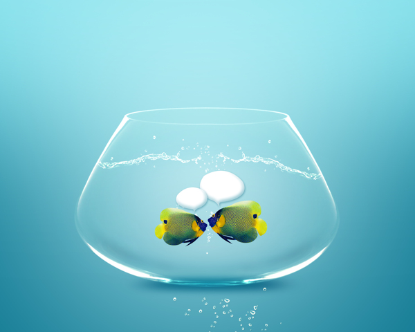 鱼缸里两条对话的鱼