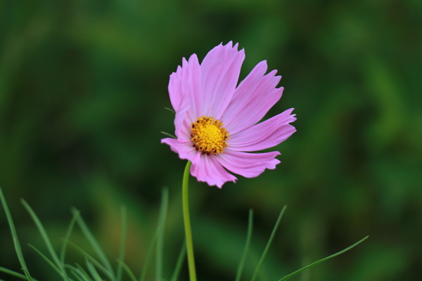 波斯菊