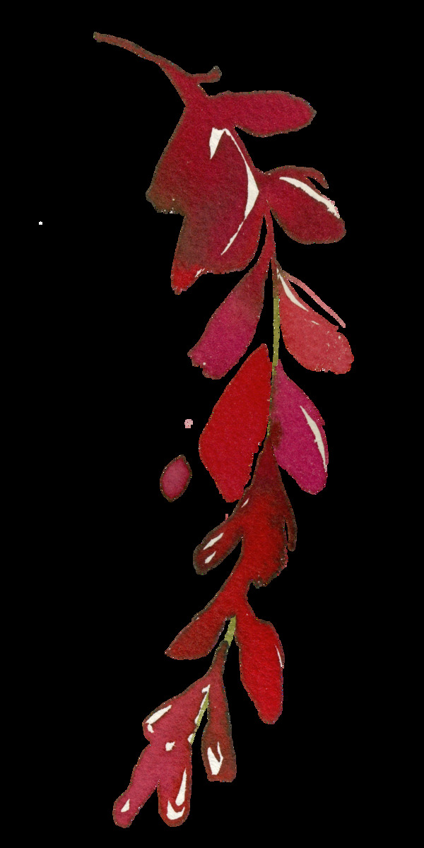 手绘鲜红色的叶子PNG透明素材