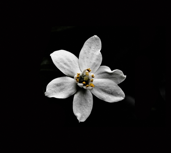 位图植物花朵写实花卉高清免费素材