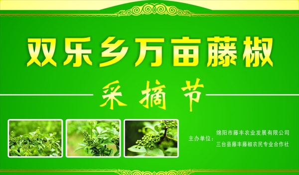 藤椒采摘节图片