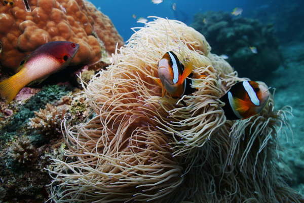 海洋生物