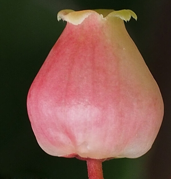 位图植物摄影写实花卉花朵数码照片免费素材