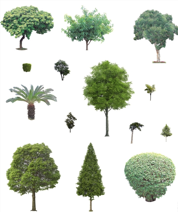 景观环艺树木元素
