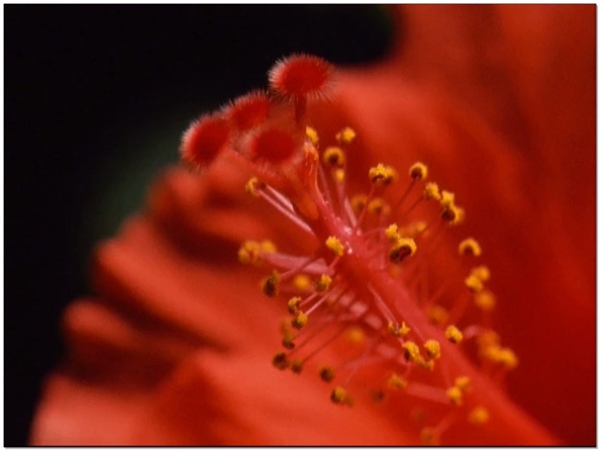 红色花朵动态视频素材