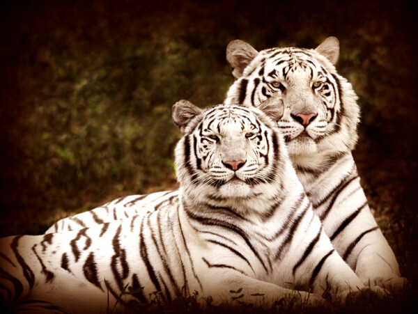 珍贵野生动物黑白条纹虎斑白虎母子图片
