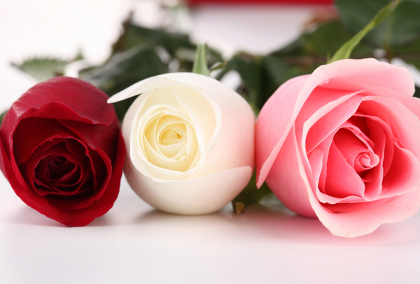 三种颜色的玫瑰花