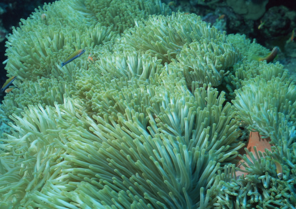 海洋生物