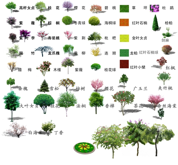 园林绿化常用树图片