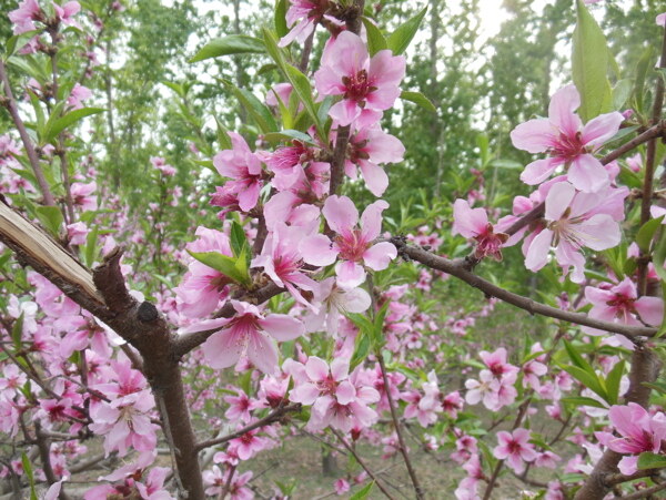 桃花图片