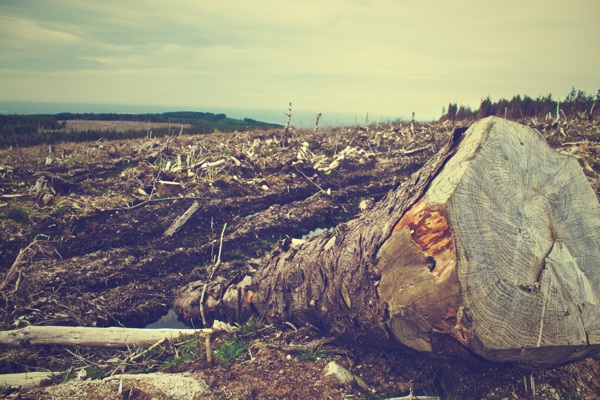 森林被大肆砍伐