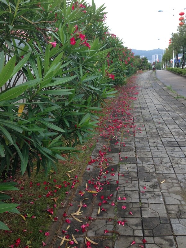 落花图片