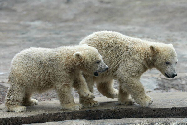 可爱北极熊摄影素材图片