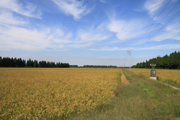 农场水稻图片