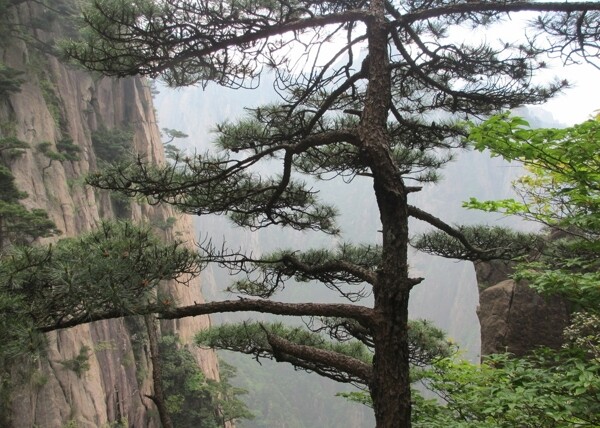 黄山风景区黄山松树图片