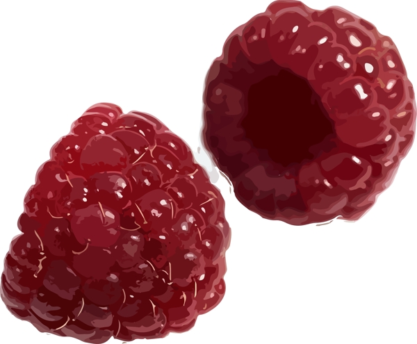 插画手绘红色树莓水果素材AI矢量水果元素