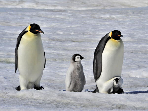 冰面上的企鹅家庭