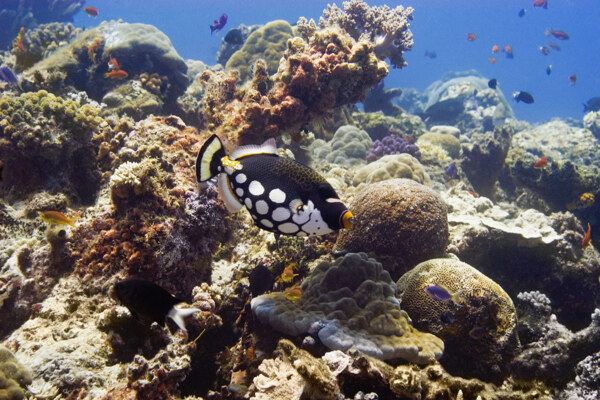 海洋生物图片