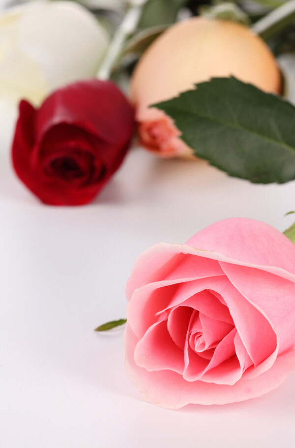鲜艳的粉玫瑰图片