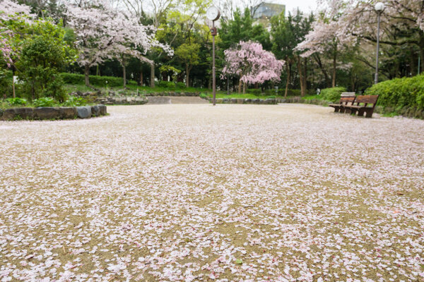 春天公园花朵