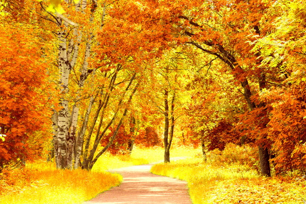 美丽秋天树林小路风景图片