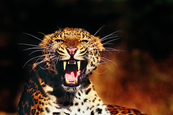 凶猛张嘴的豹子图片