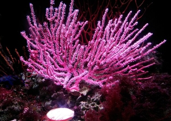 红色珊瑚