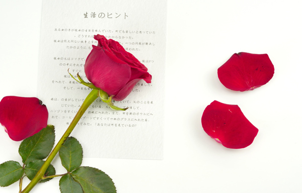 唯美玫瑰花摄影图图片