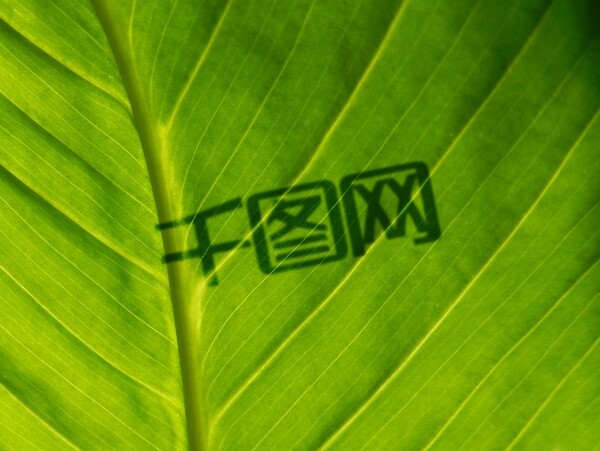 植物叶子背景logo展示样机