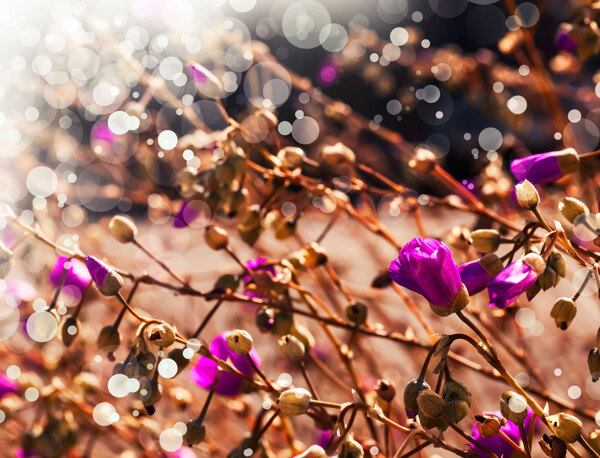 光斑梦幻植物花朵图片